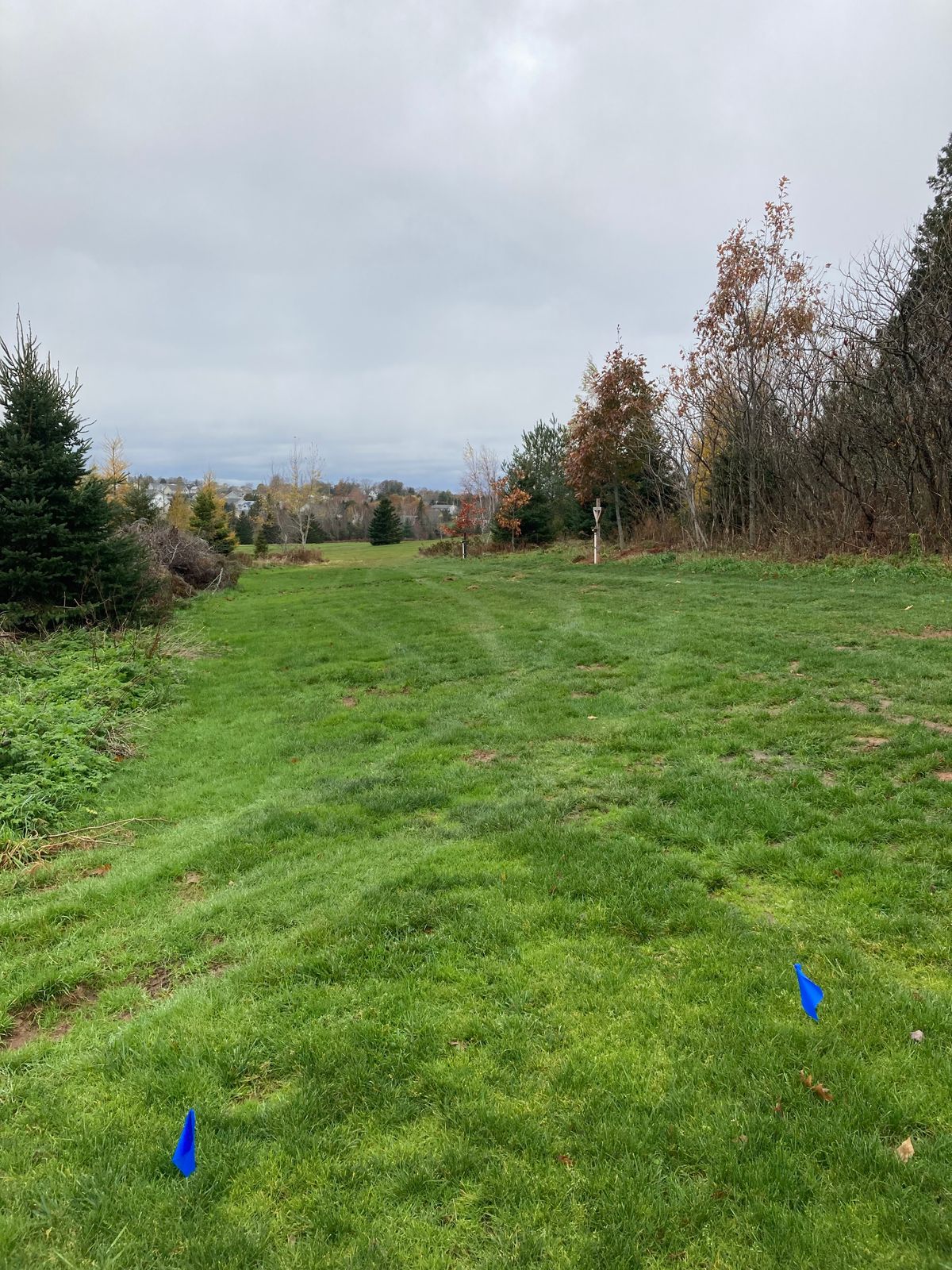 Hole 11 Blue tee.  Basket out of sight.  Dogleg right, uphill.