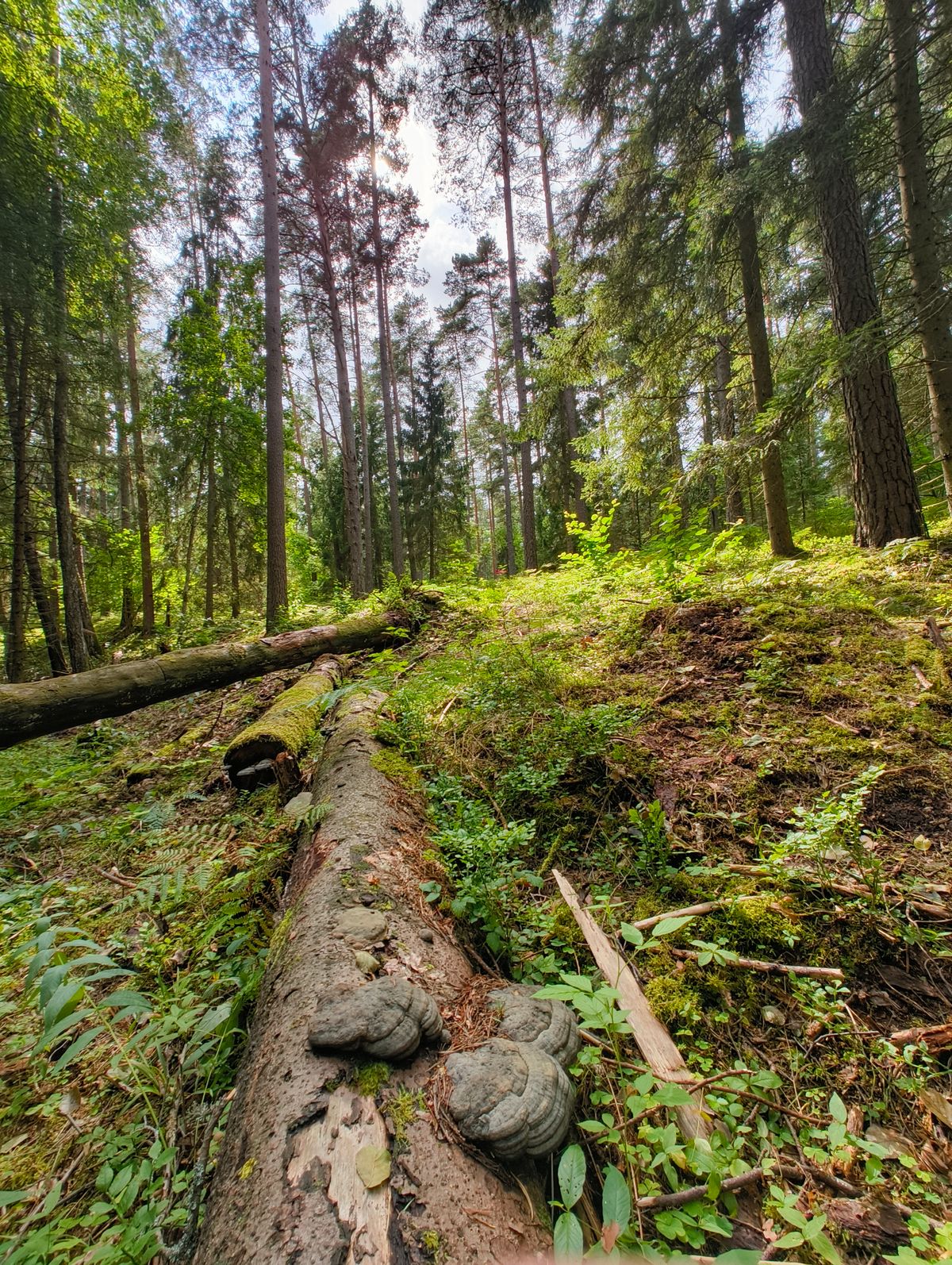 Hole11