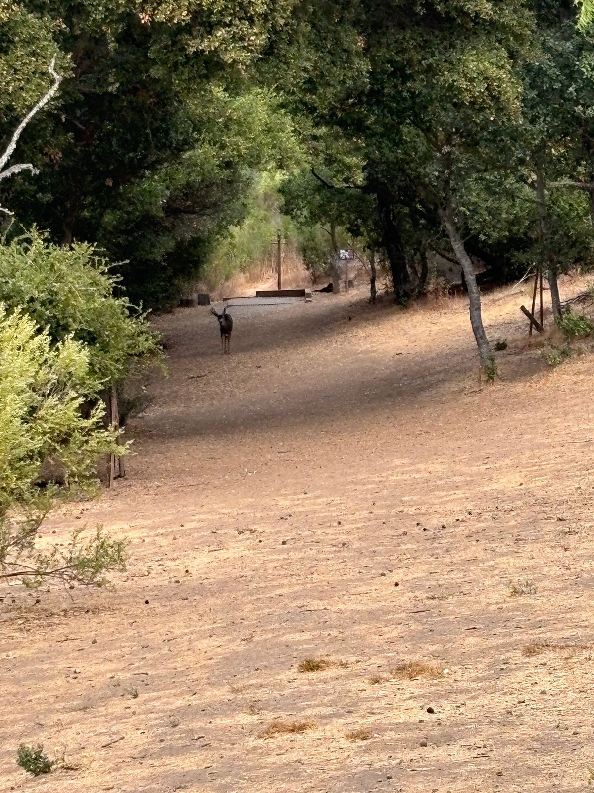 DEER!