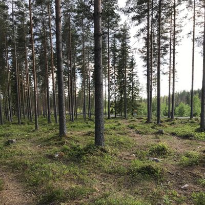 7. - väylältä. Radan yleisilme harvahkoa mäntymetsää, ei rankaise pahasti jos avaukset epäonnistuu!