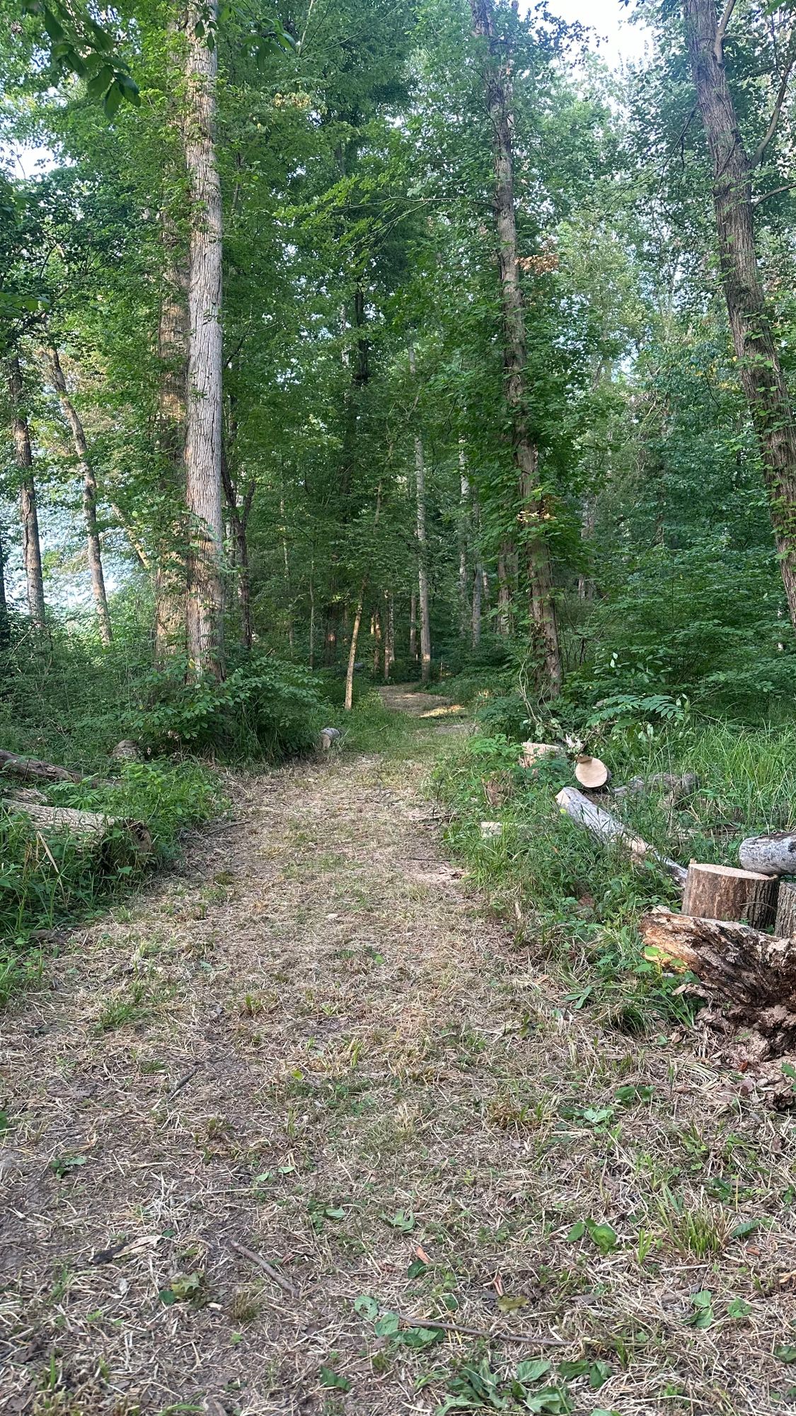 The view from Hole 4 basket looking back at the Hole 4s Teepads