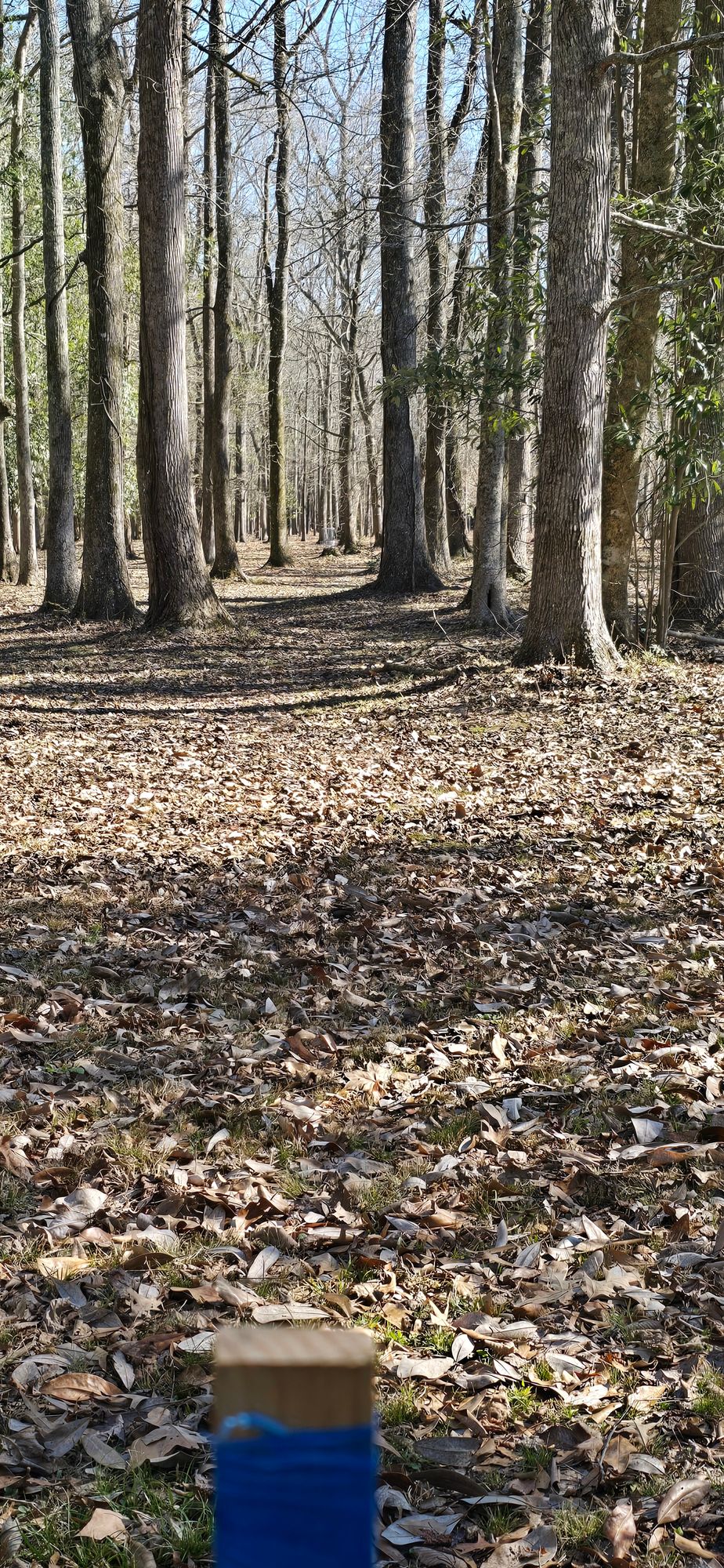 Another  view form hole 2 tee location. You can see the basket 300' straight down the fairway.