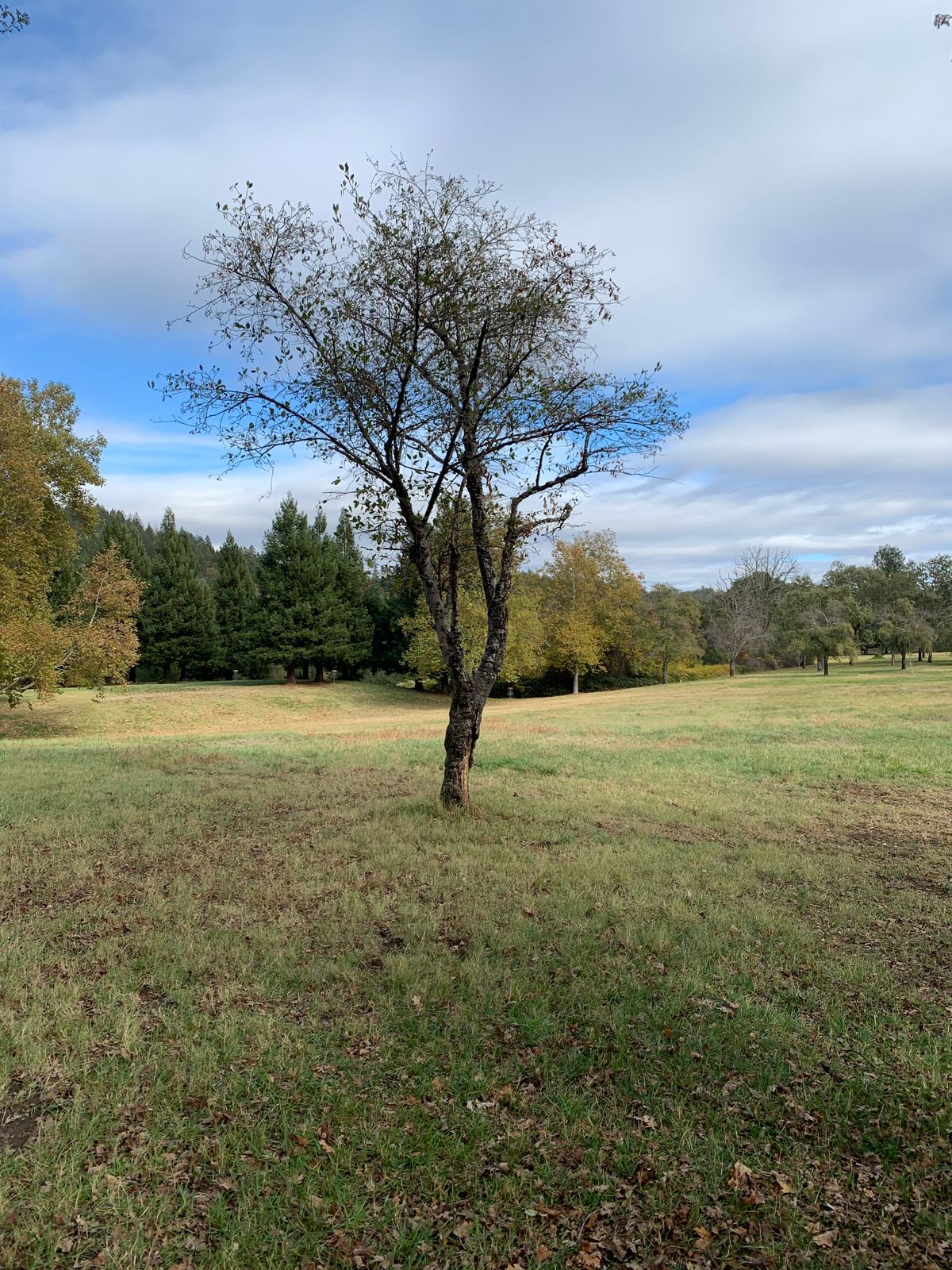 Hole 4/14 - Tree is gone now