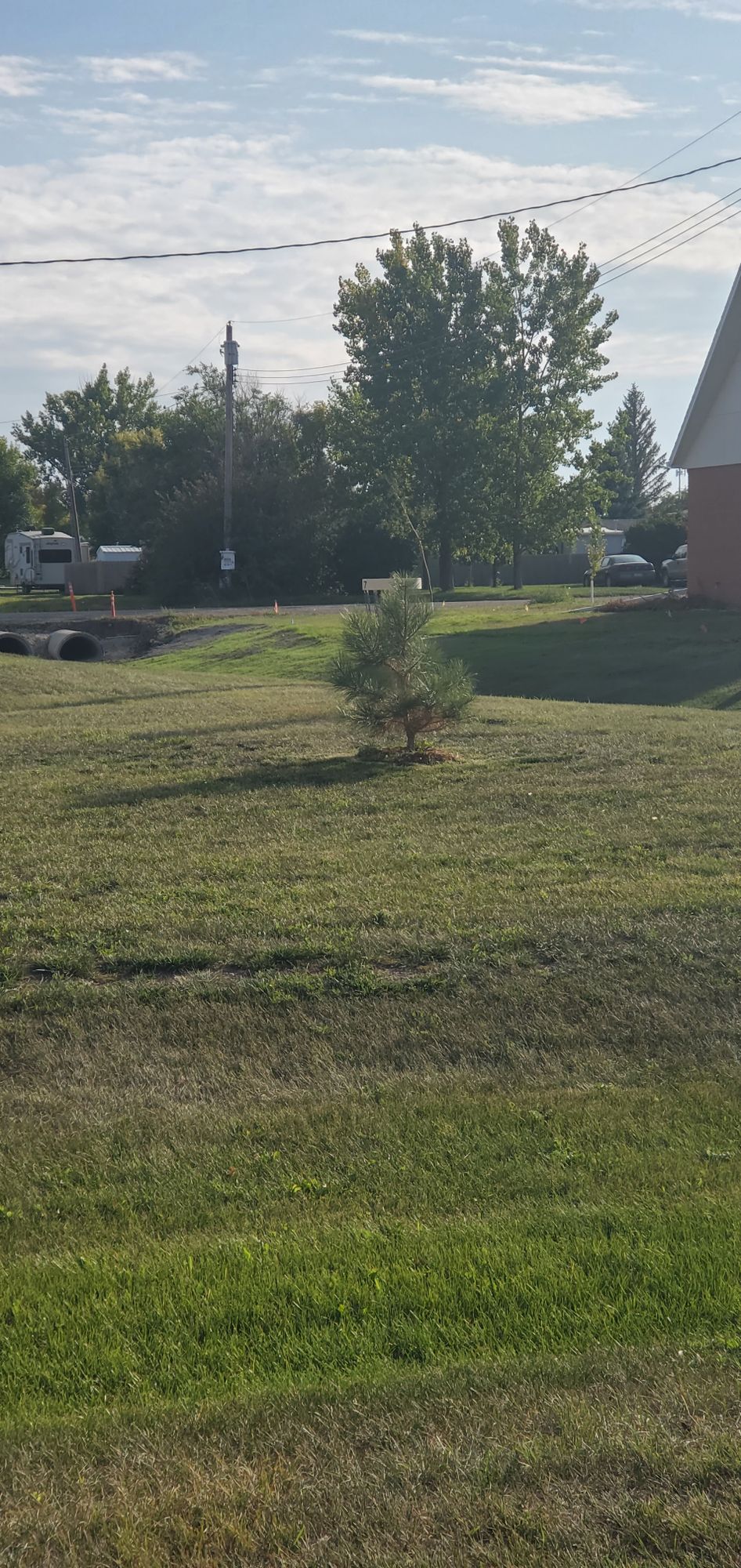 Does this count as a guardian tree? Basket 7.