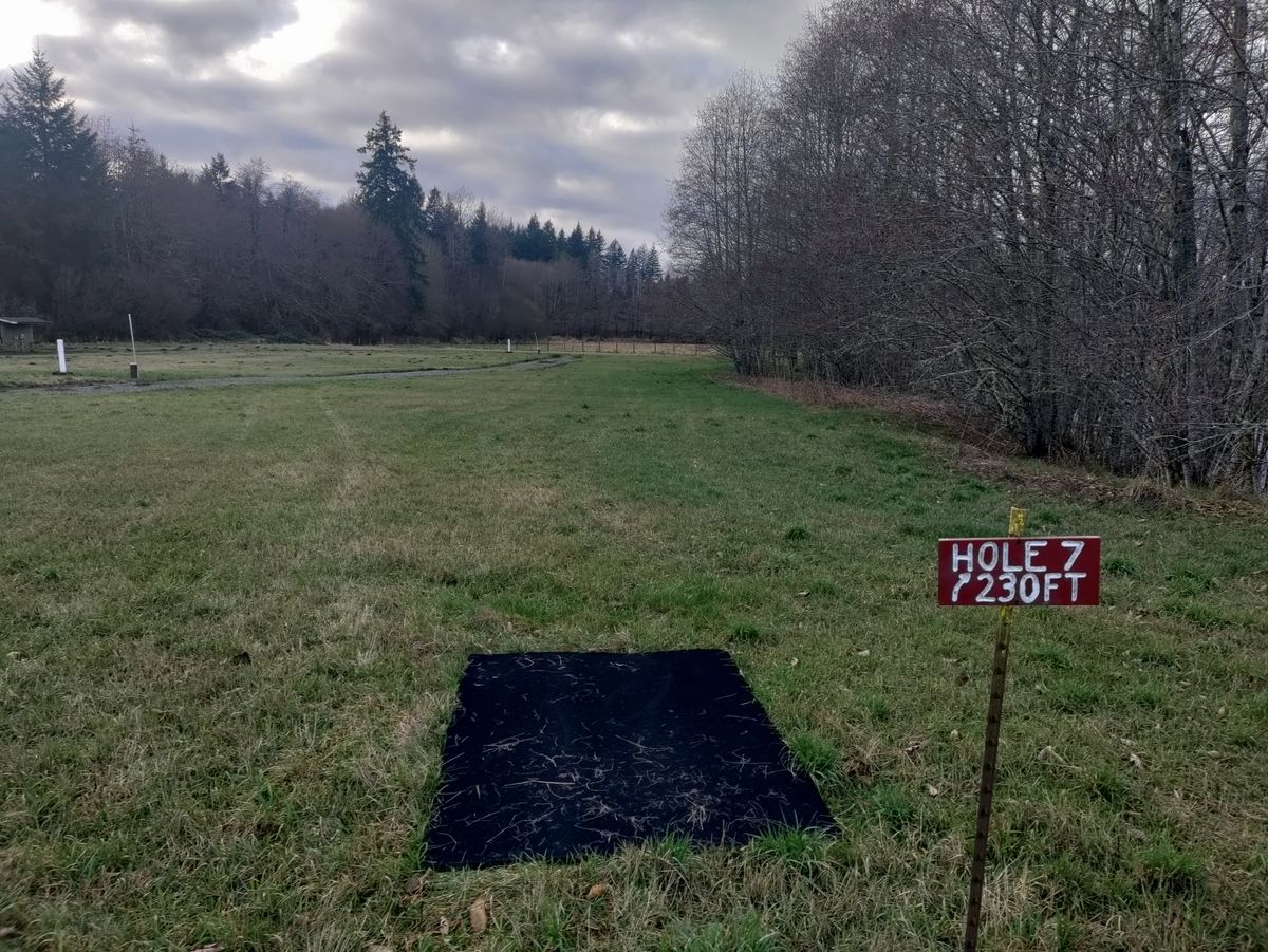 Second lakeside hole, basket is tucked pretty deep in dense trees.