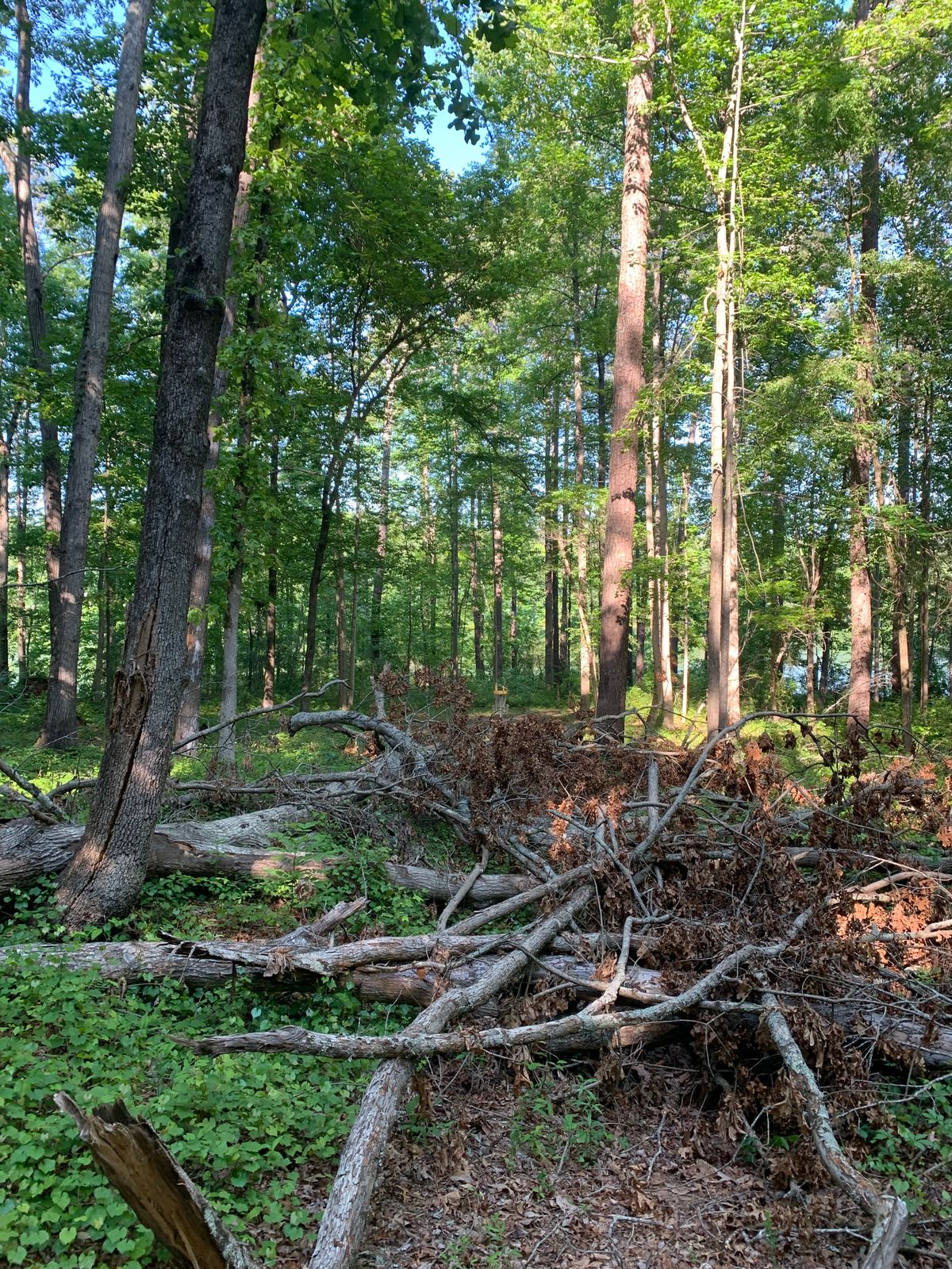 Fallen trees block fairways