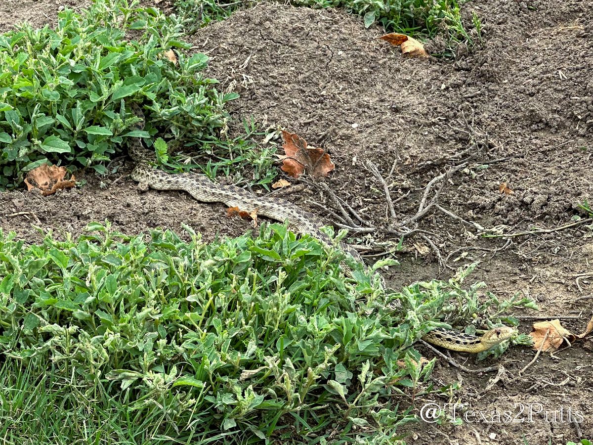 Hole 1 - Snake