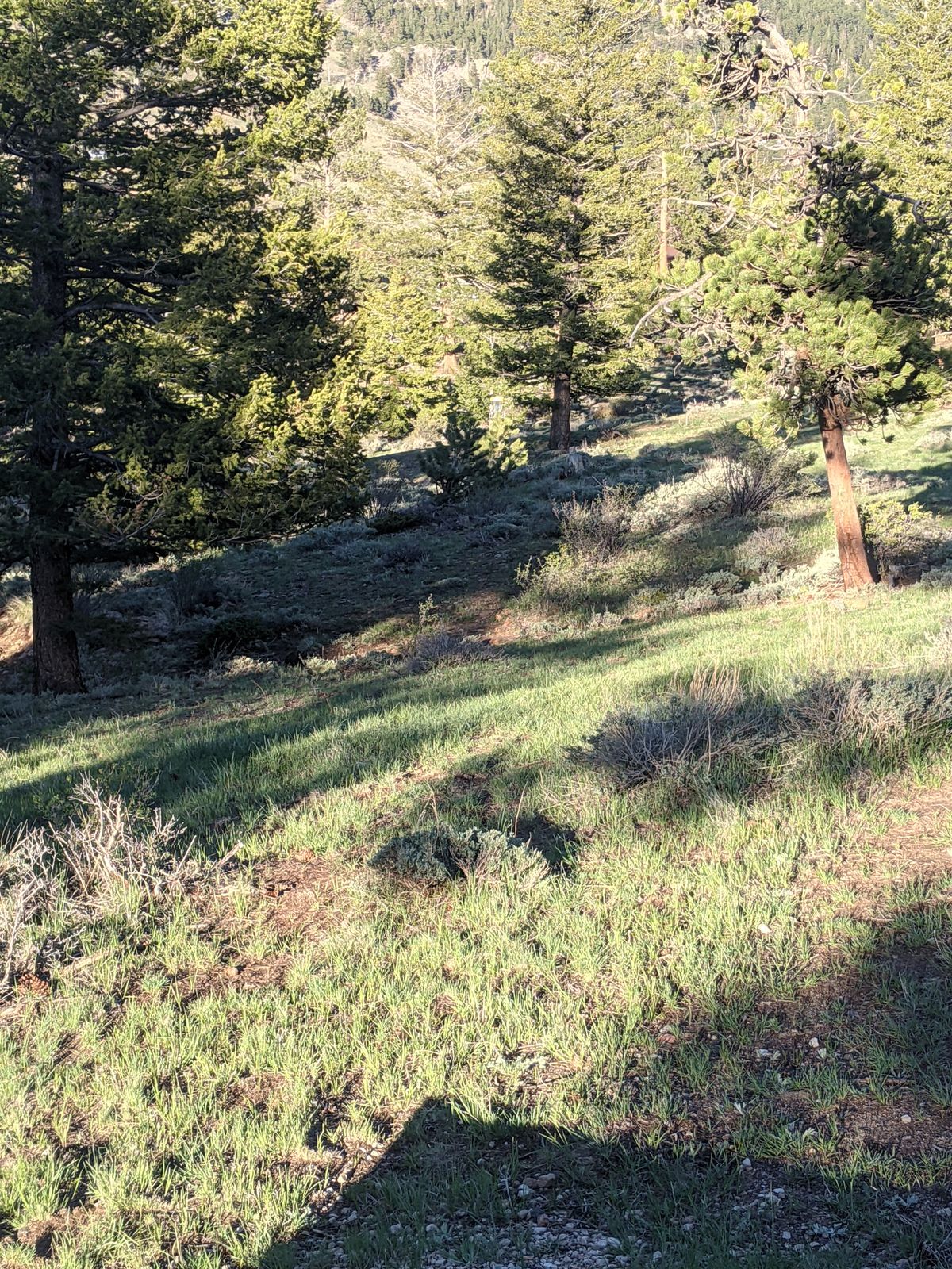Hole 15
