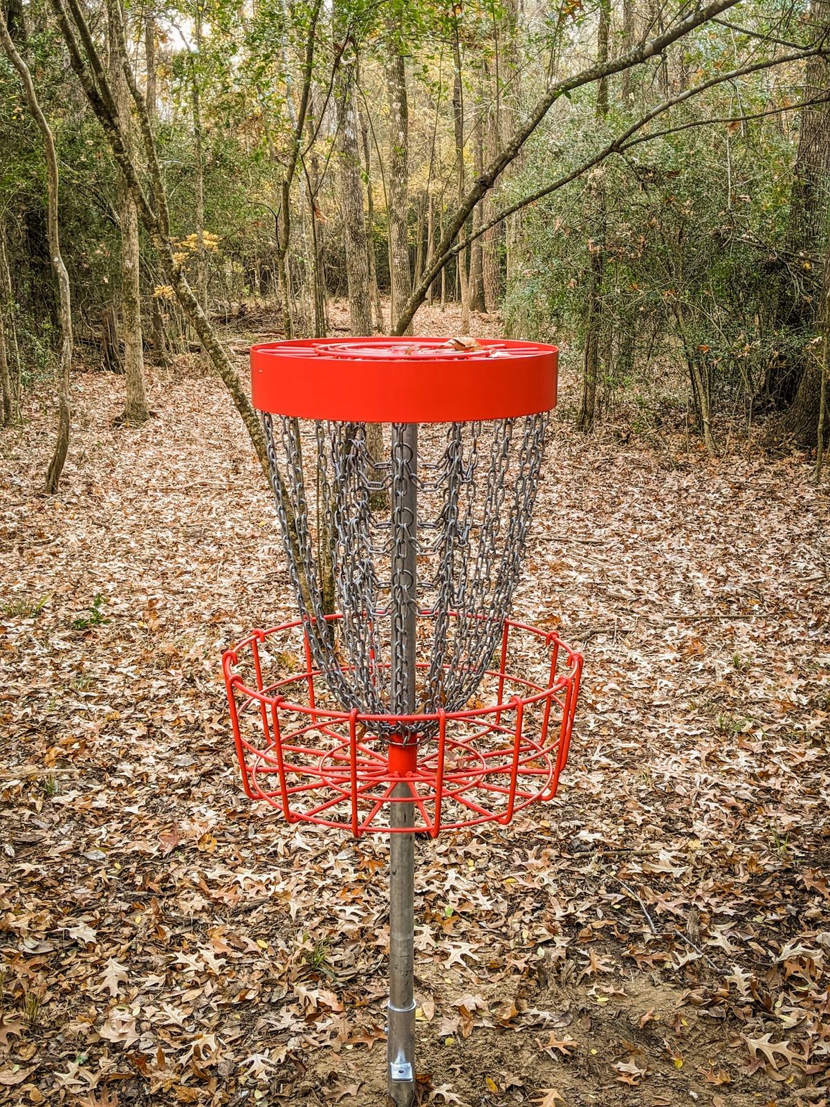 Hole 15 Basket in the Woods