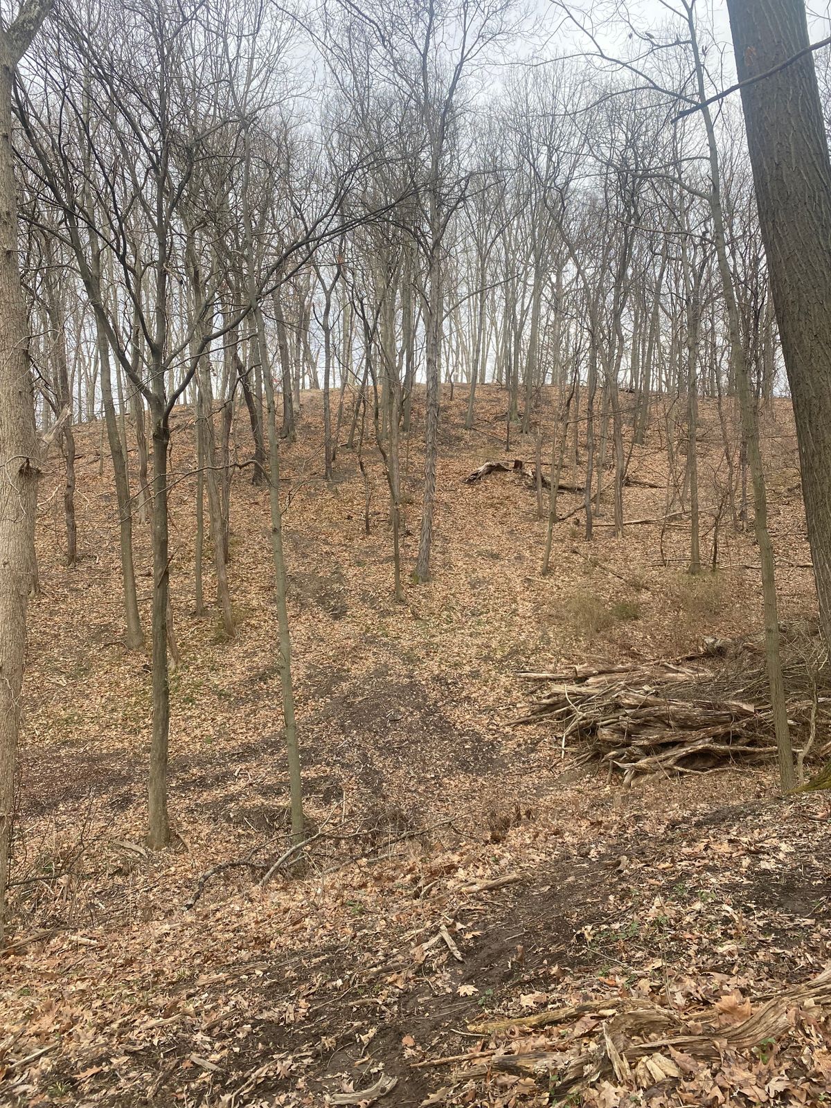 White tee fairway Hole 2 after initial clearing