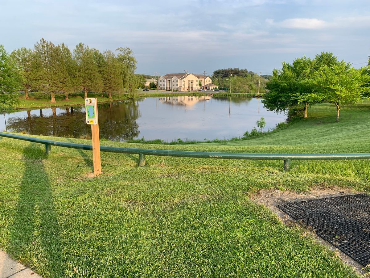 Hole 4 Gold tee