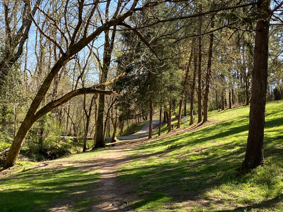 The low branch on #5 has been eliminated