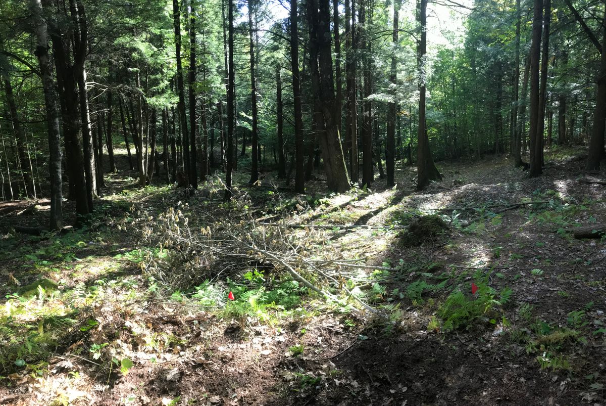 Hole 6, short tee