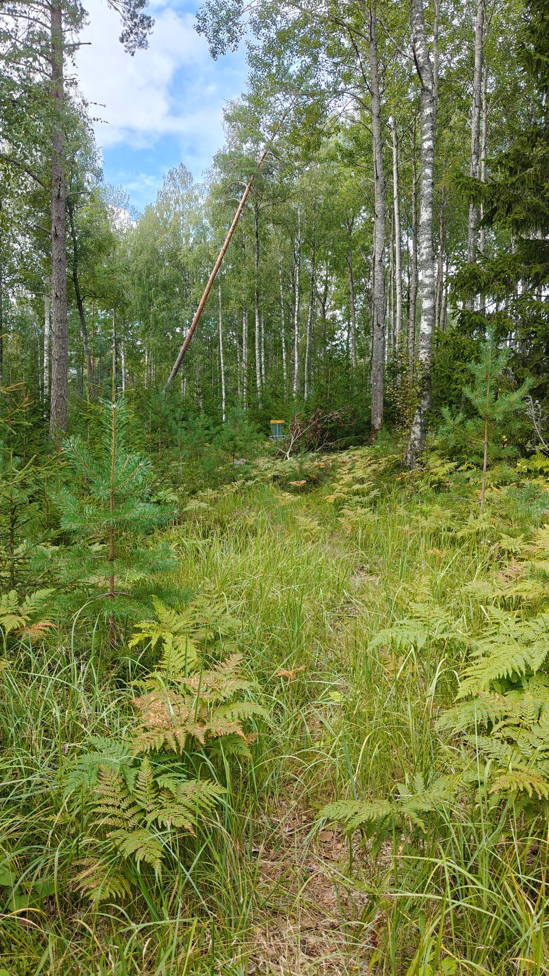 Hole 4