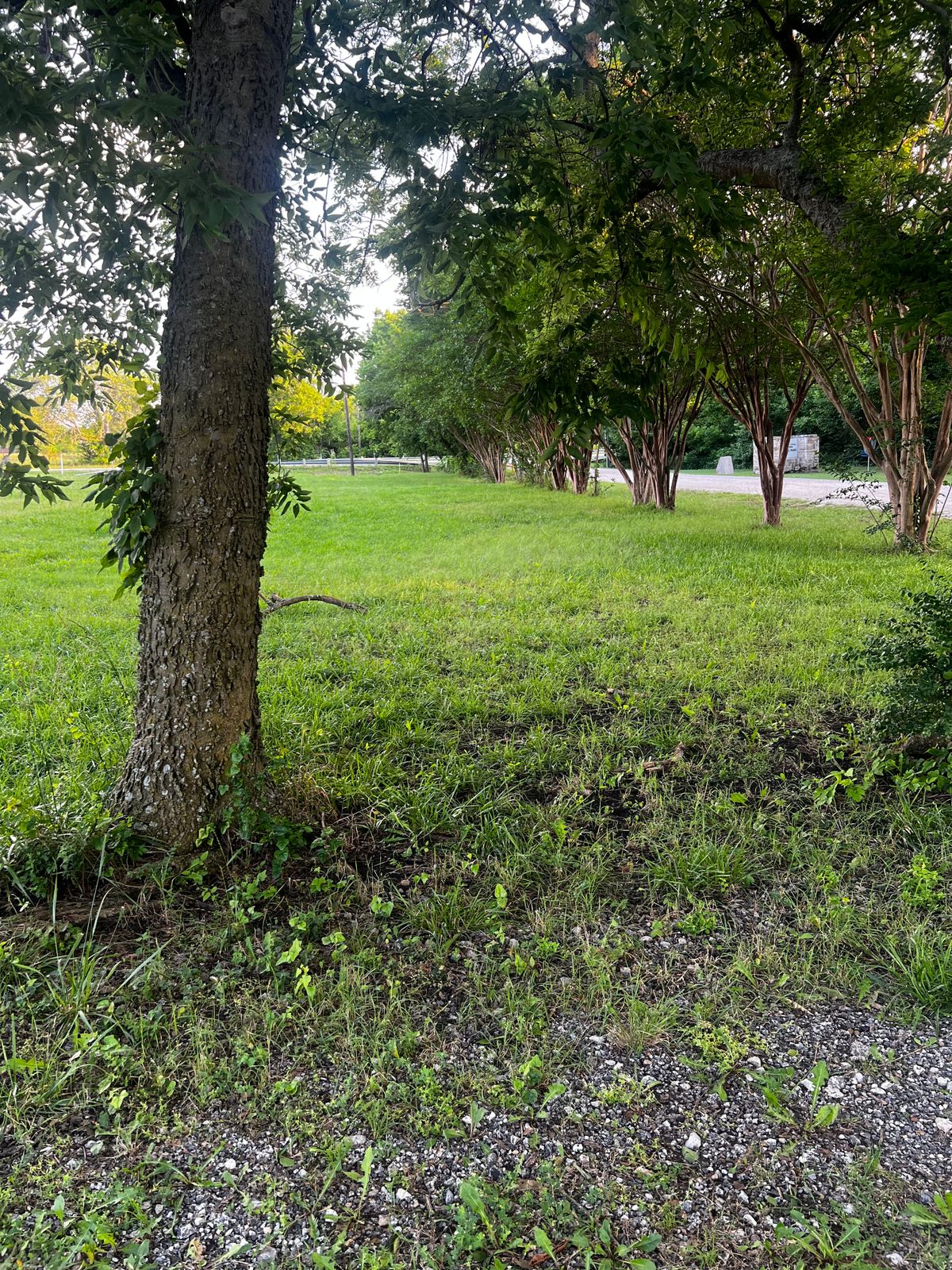 Hole 6 Fairway looking back to the Tee