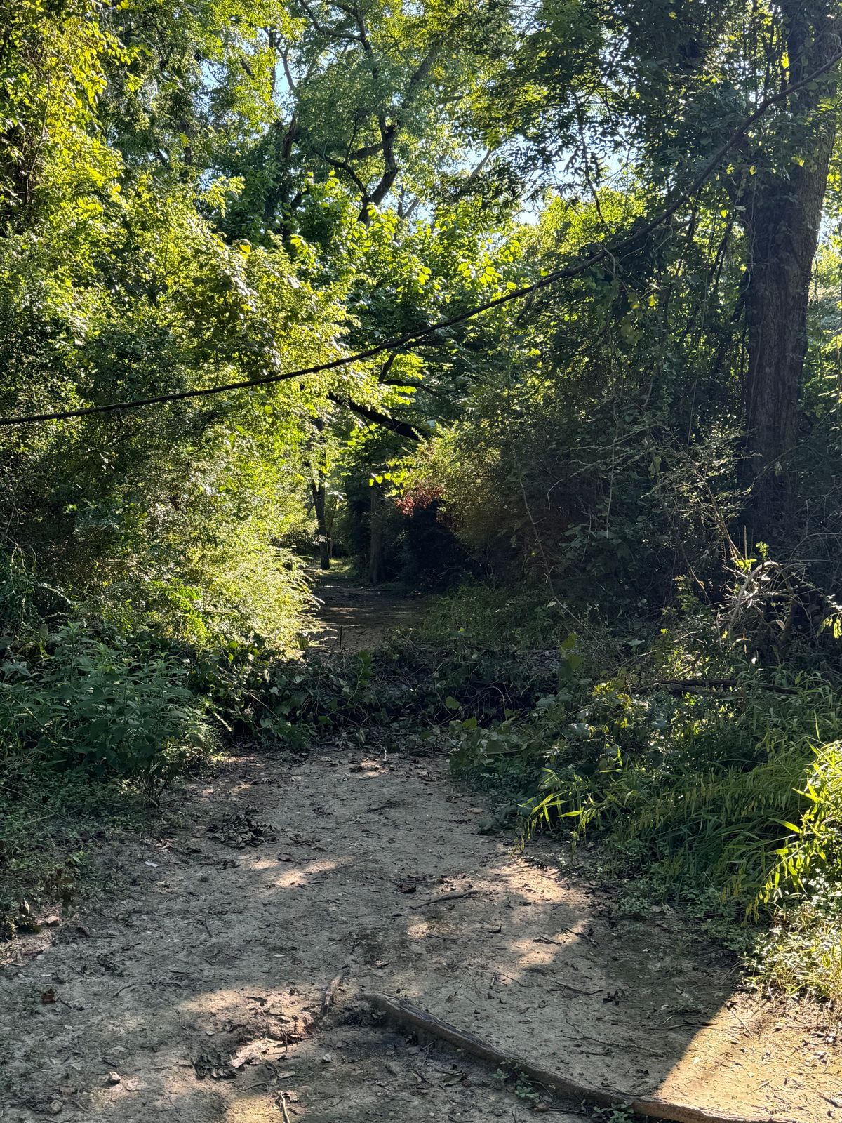 Hole #5 tree fell
Makes the tunnel shot way more fun