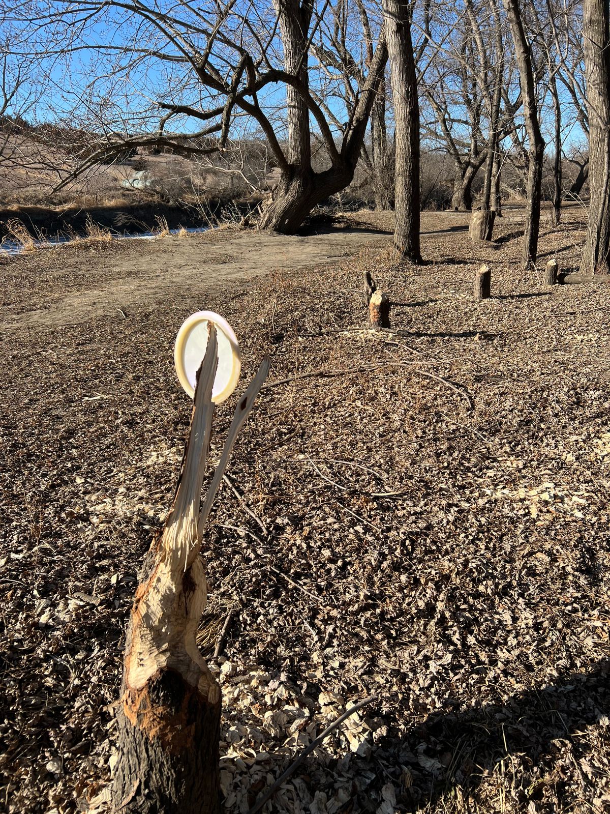 Maintenance by Beavers