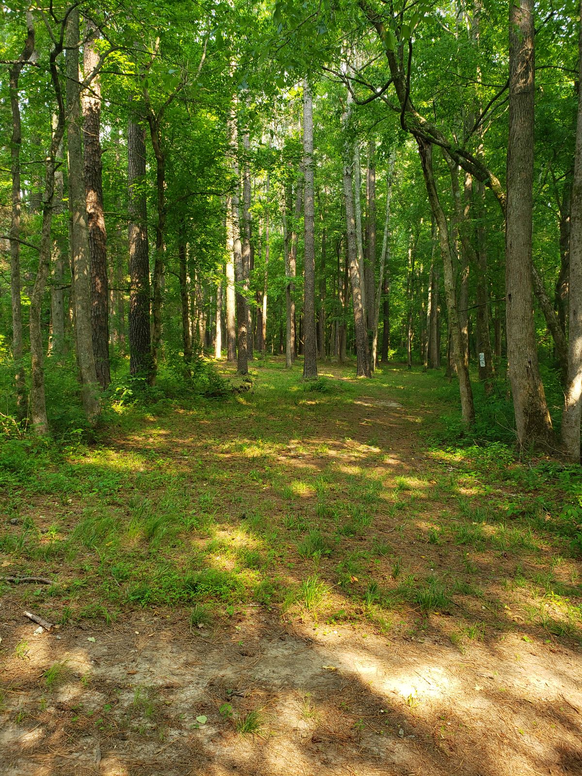 Hole 11 from the tee pad. The basket is straight ahead and with several different lines to get there.