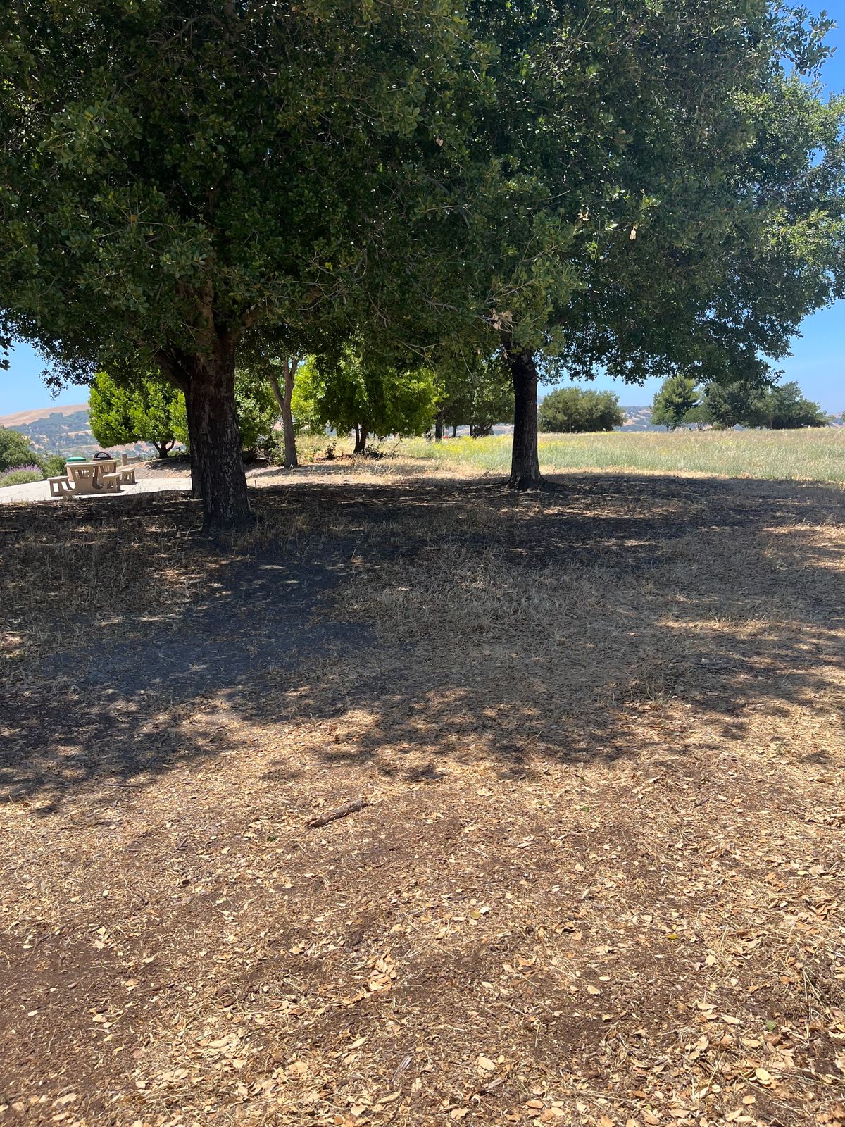 Hole 9 (June 25)