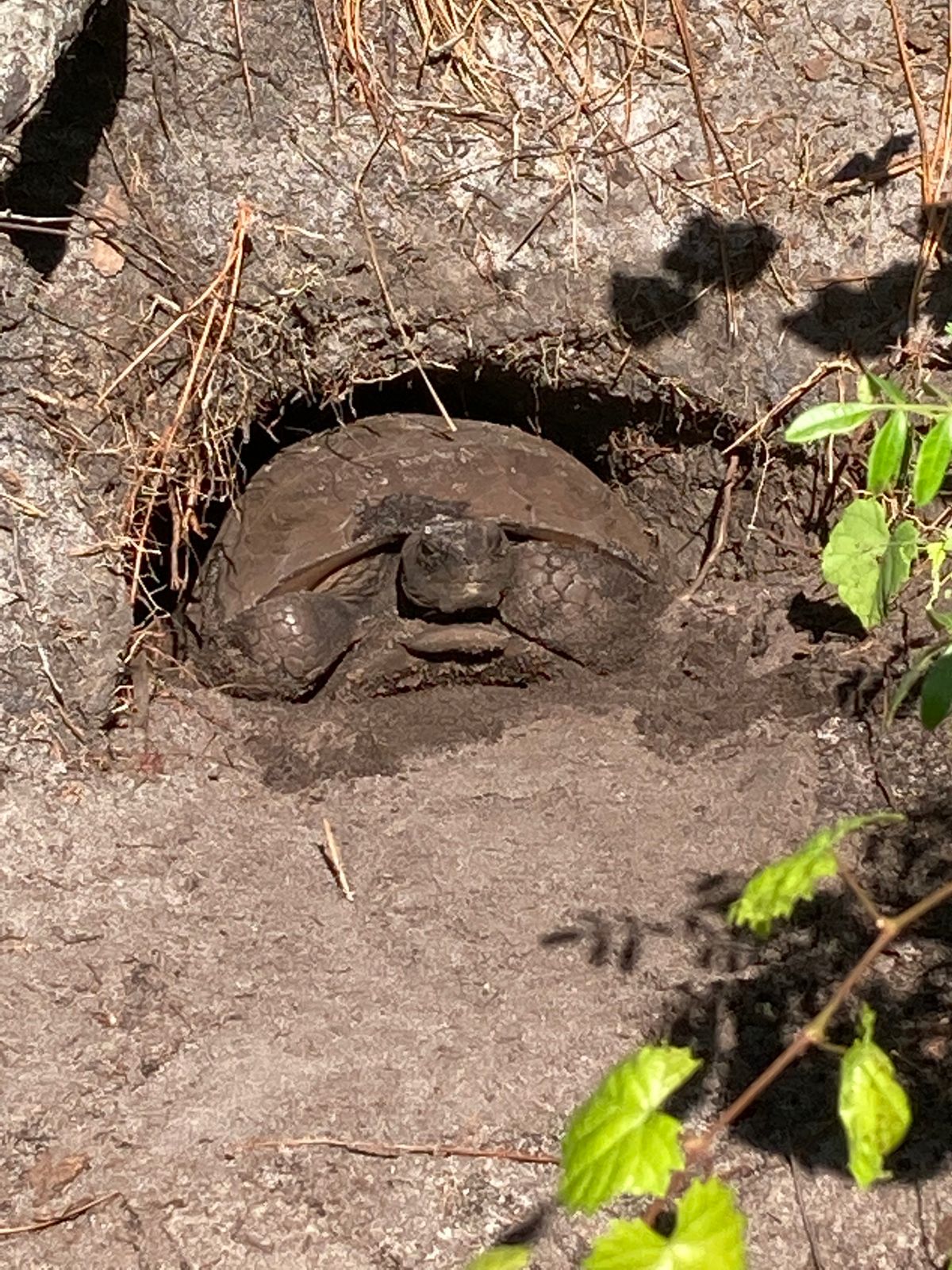 Gopher tortoise on hole 4