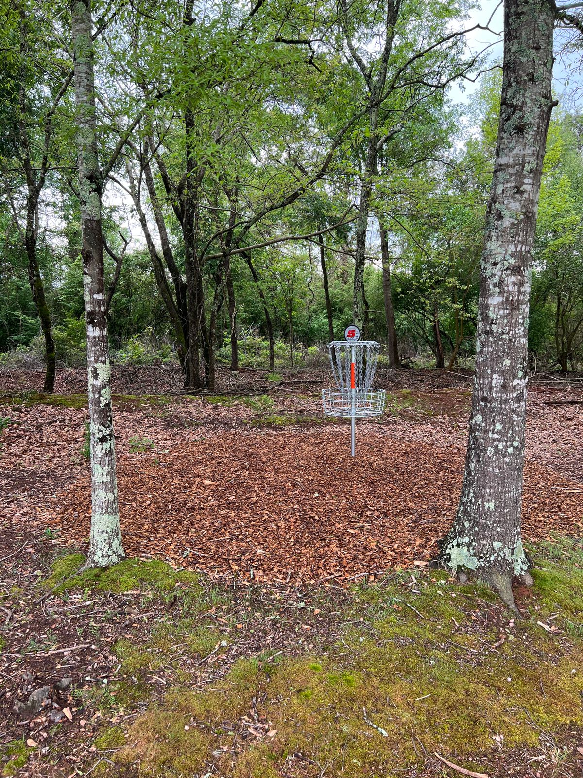 Hole 5 basket sits on the small ridge next to the Cricket Frog Trail.