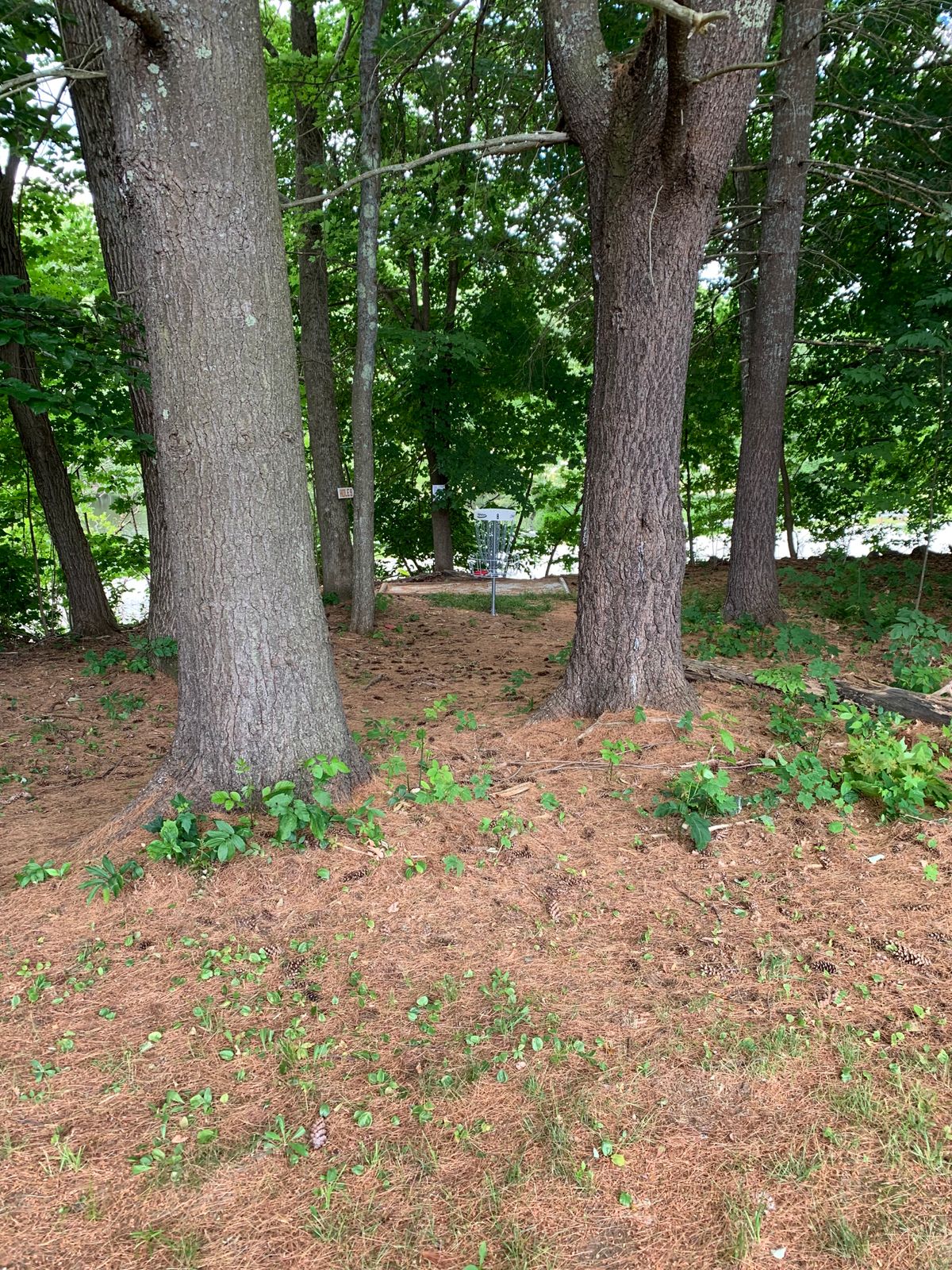 Looking into the green on hole 8.
