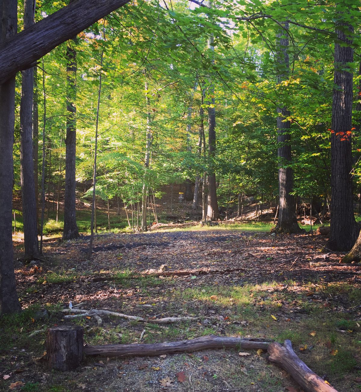 Hole #11 short tee