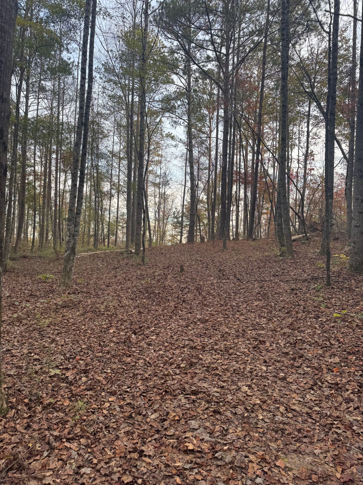 Hole 5 Fairway