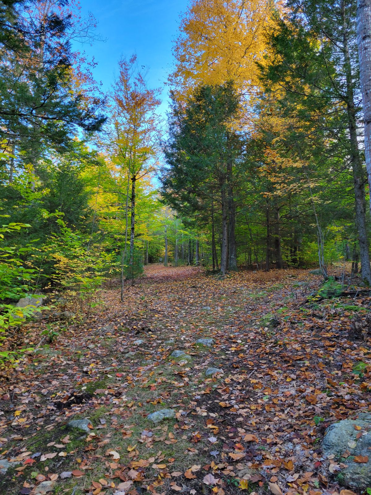 Hole 8 from the tee.