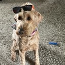 bippityboppiti