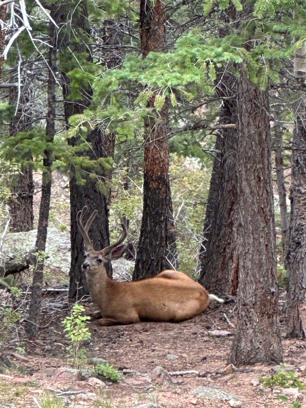 Big Buck!