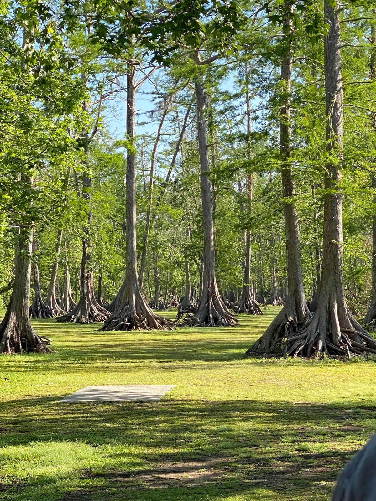 Morning light beaming through the big cypress trees really makes this place feel magical.