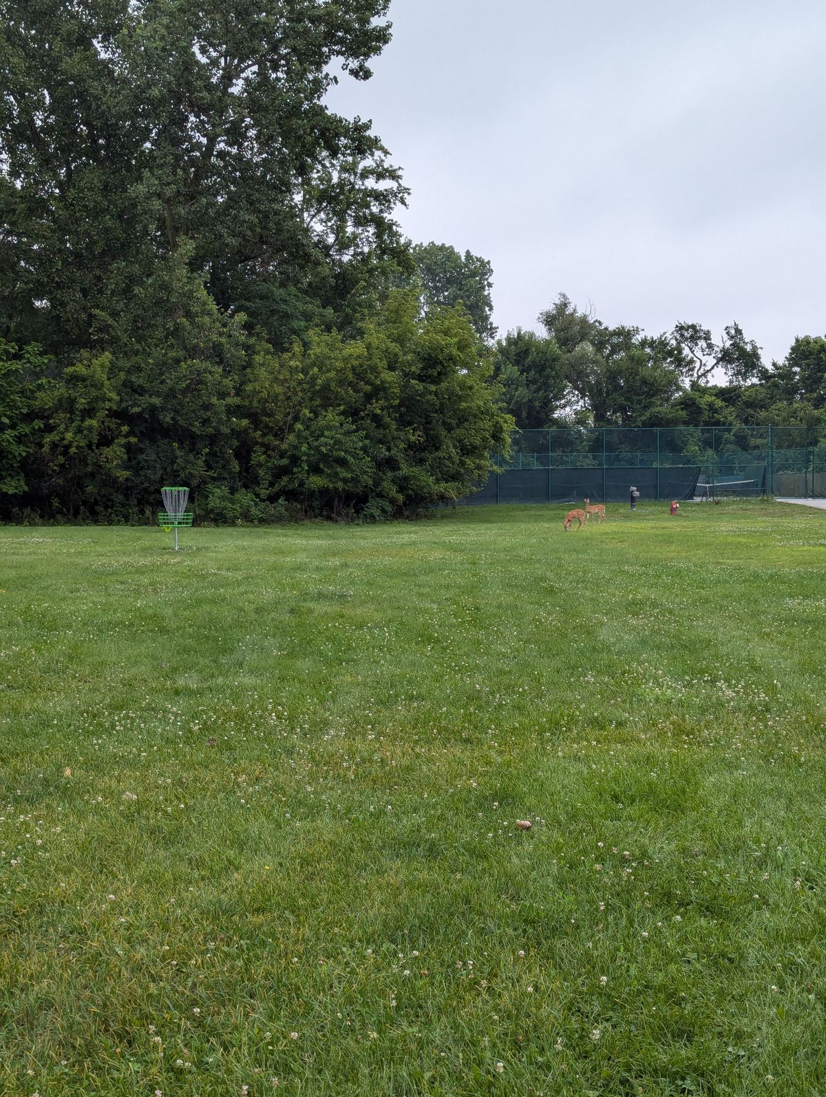 Deer family on hole one