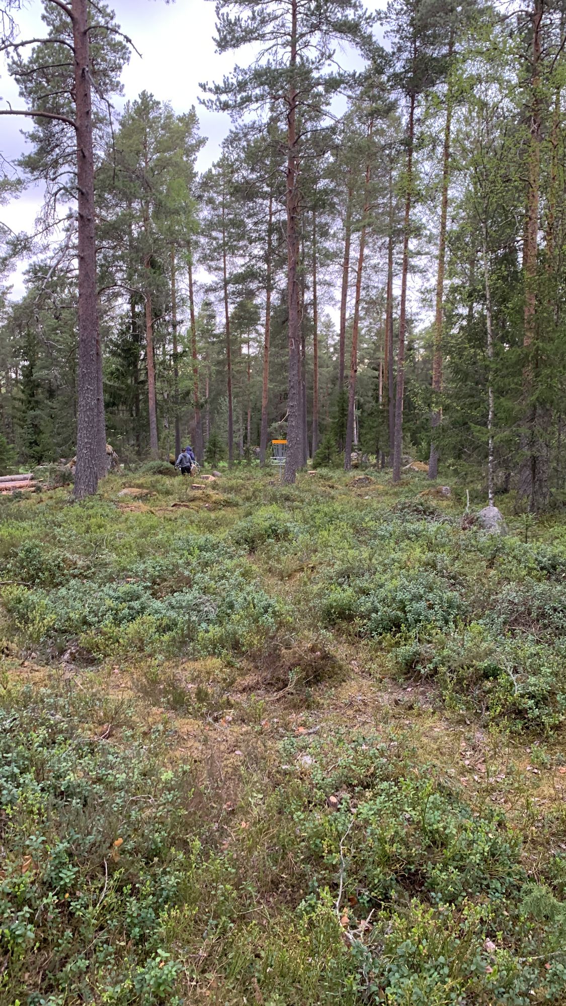 New longer hole 5