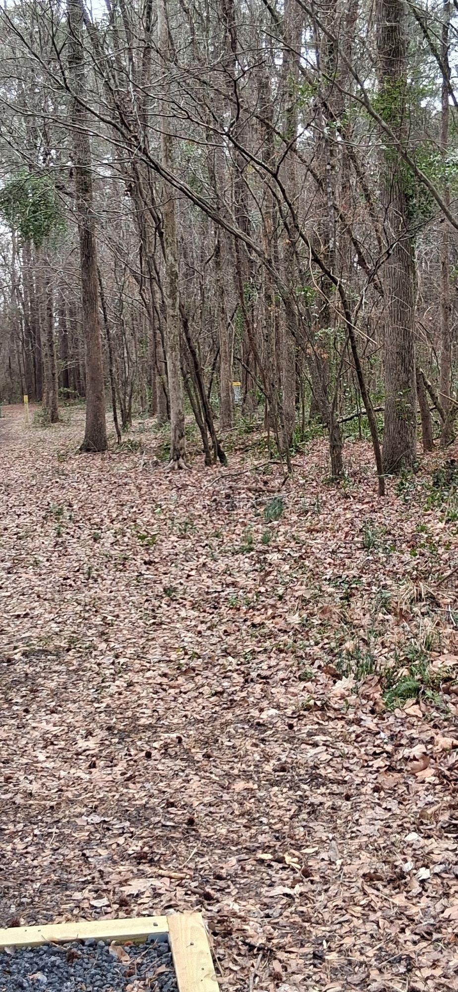 187' left to right throw with basket tucked on the right side of fairway