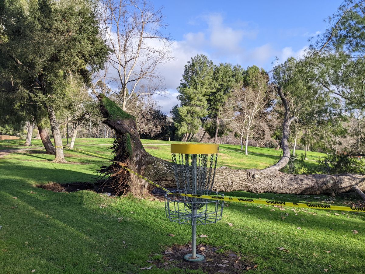 Tree down on hole 2