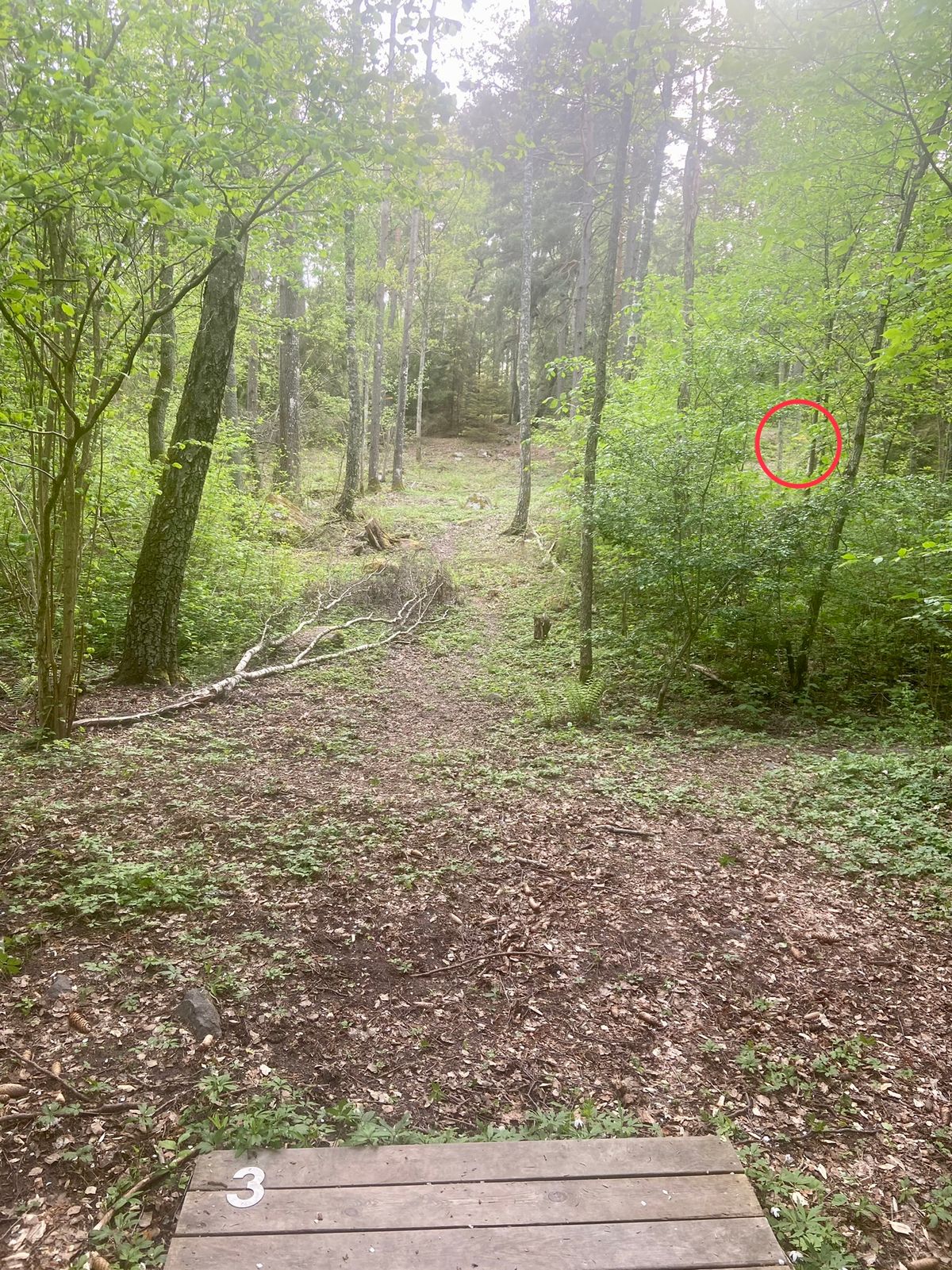 3. Uppför. Dogleg höger. Korg syns lite mellan träden.