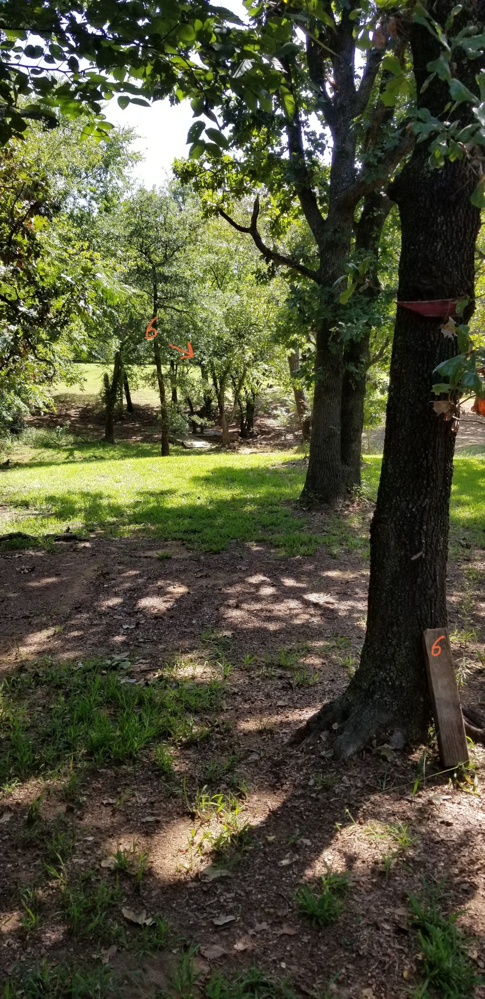 No tee present. The number on the marker leaning against the tree is one I added to the photo.