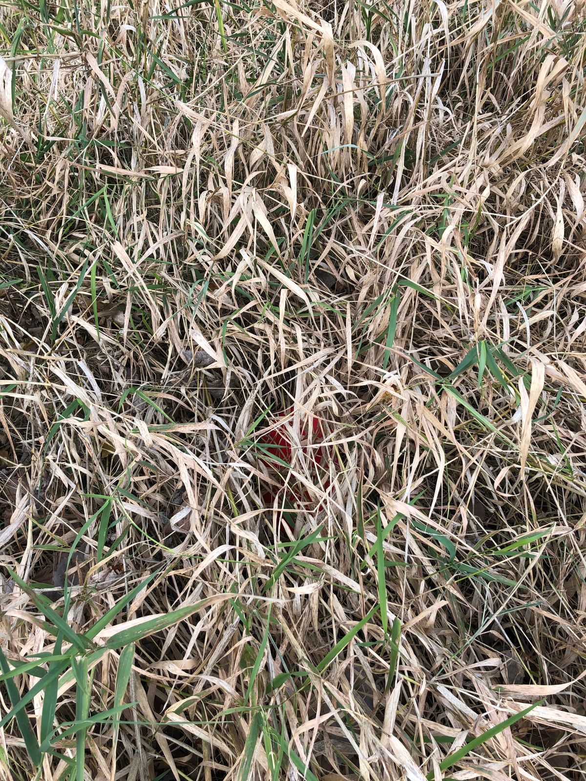 Rough is unmowed and unforgiving even in fall. How to make a bright disc invisible...