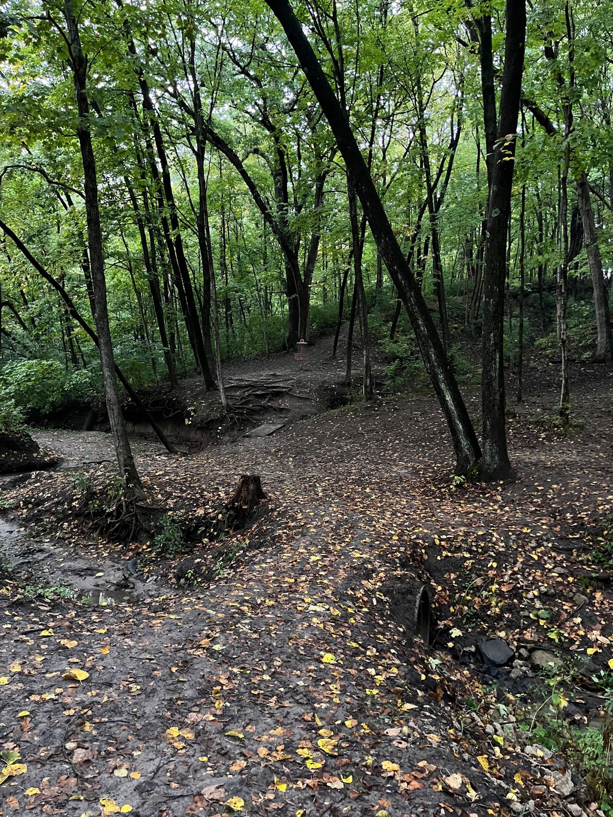 Hole 11 basket