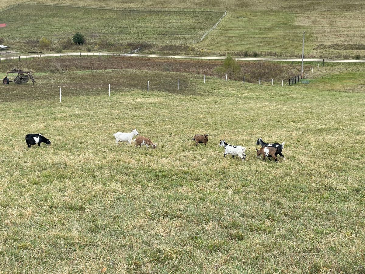 Goats