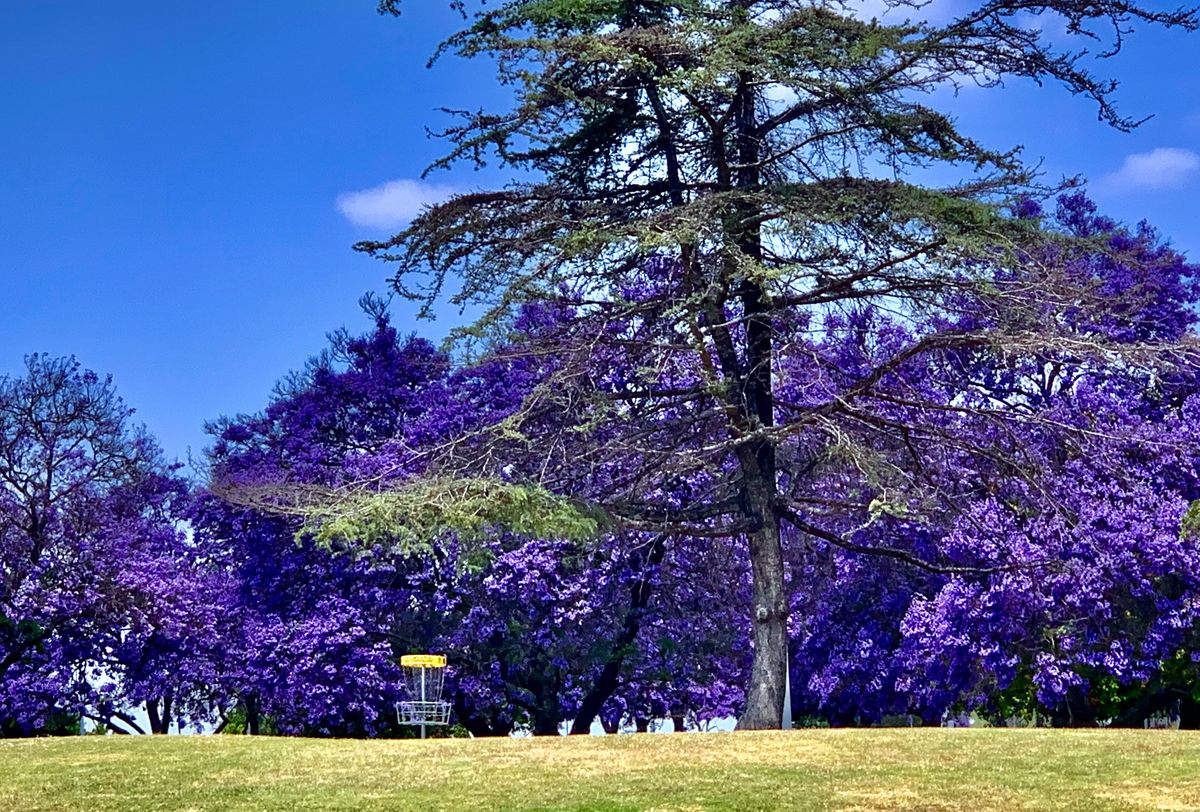 La Mirada when Jacarandas bloom! There’s lots of these trees and when they bloom: PURPLE