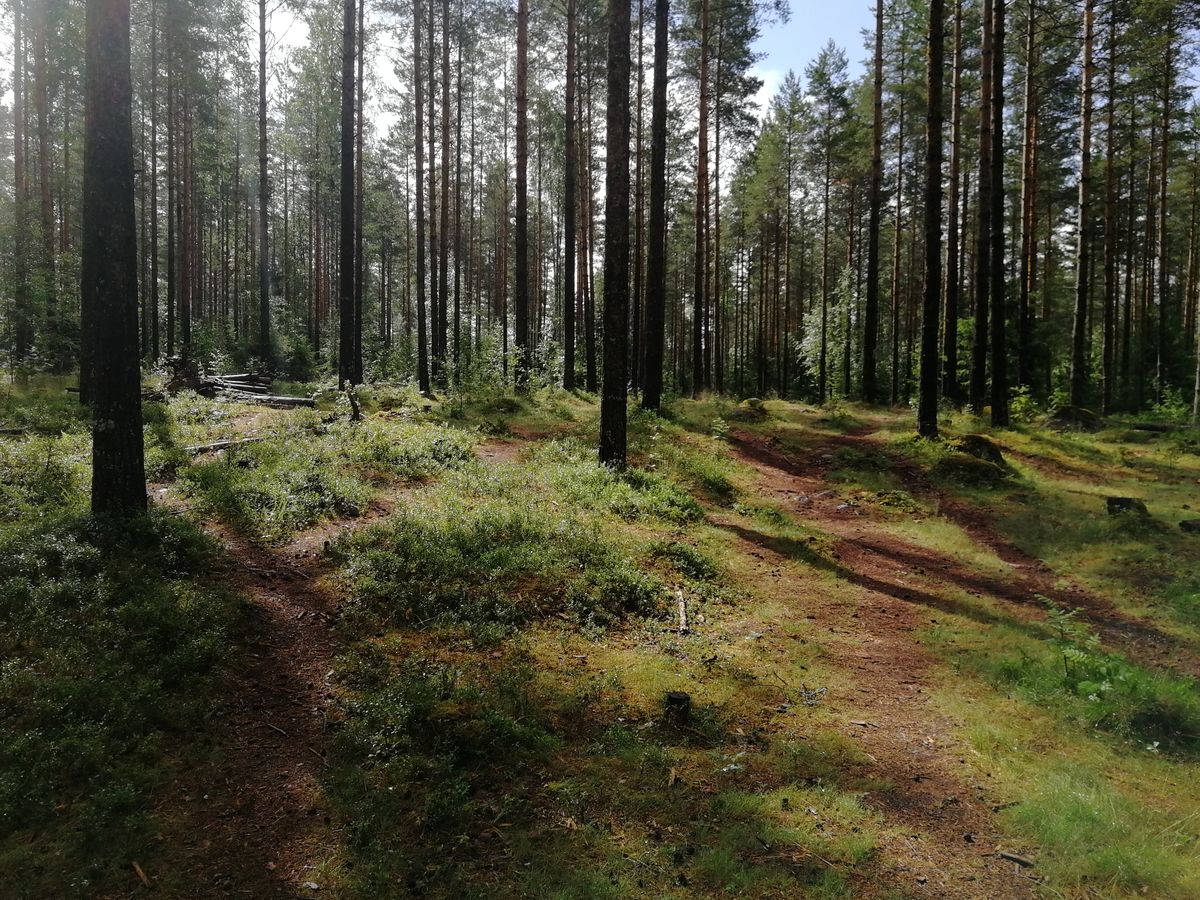 #14. Väylä kuvan oikeaa laitaa. Sieltä toinen fore korille. Par 4