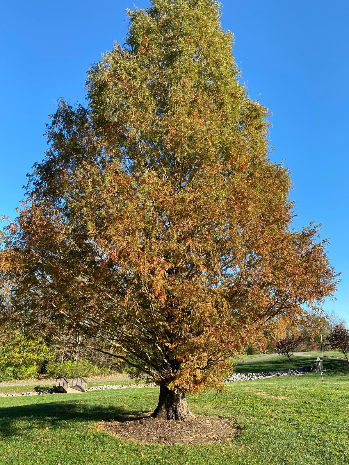 This beautiful hole features a stunning tree that would be ideal for a picnic.  It also serves quite nicely as a hindrance for left hand backhands or right hand forehands, reaching a little farther into the fairway every year.