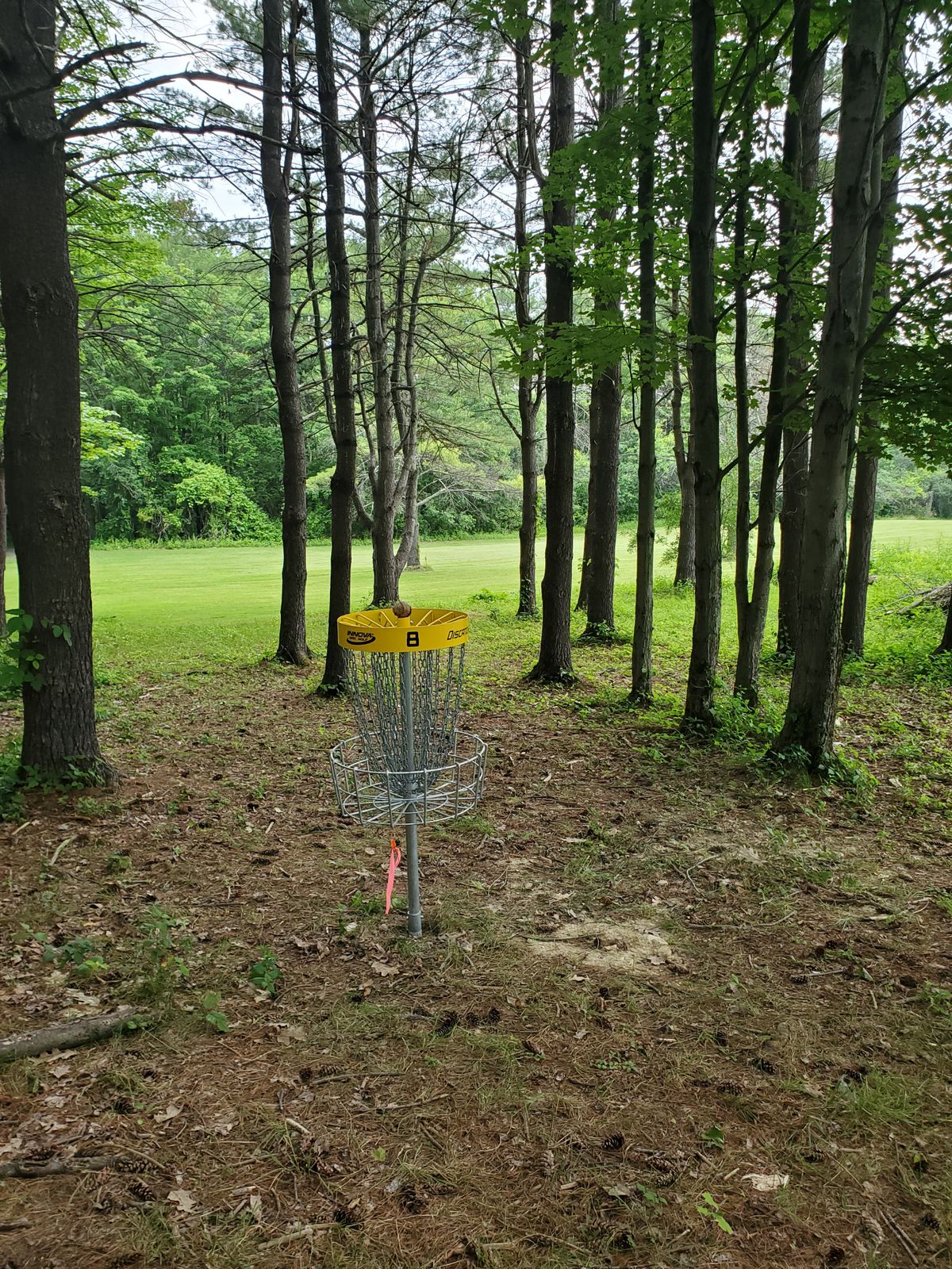 Hole 8 looking back at tees.