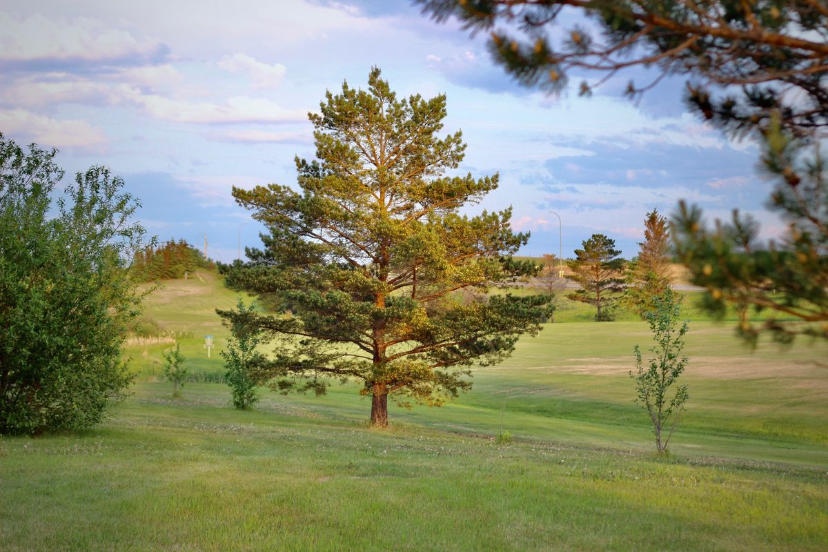 Blue Tee - Fairway