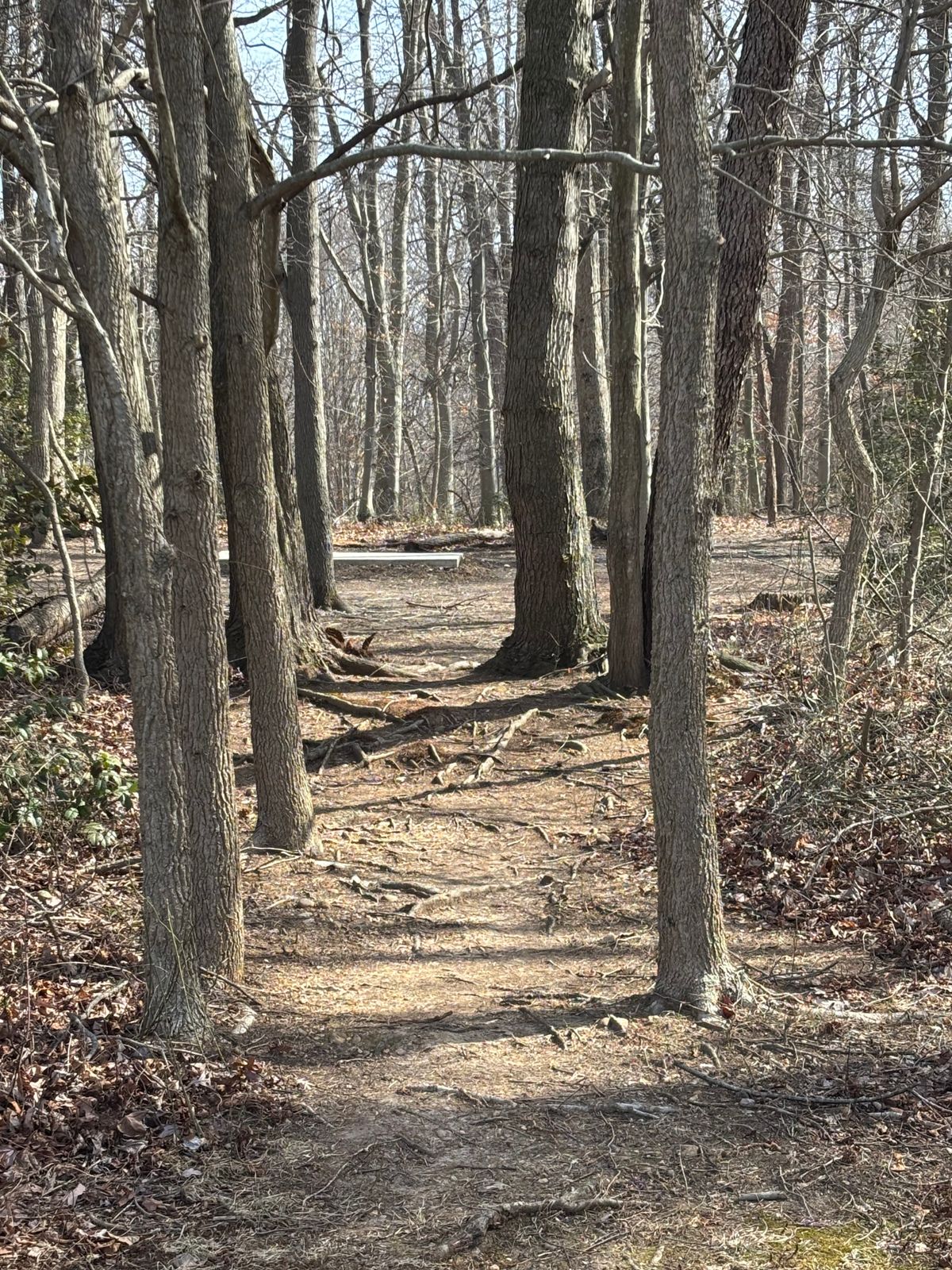 Path from Hole 3 entering the woods to Hole 4