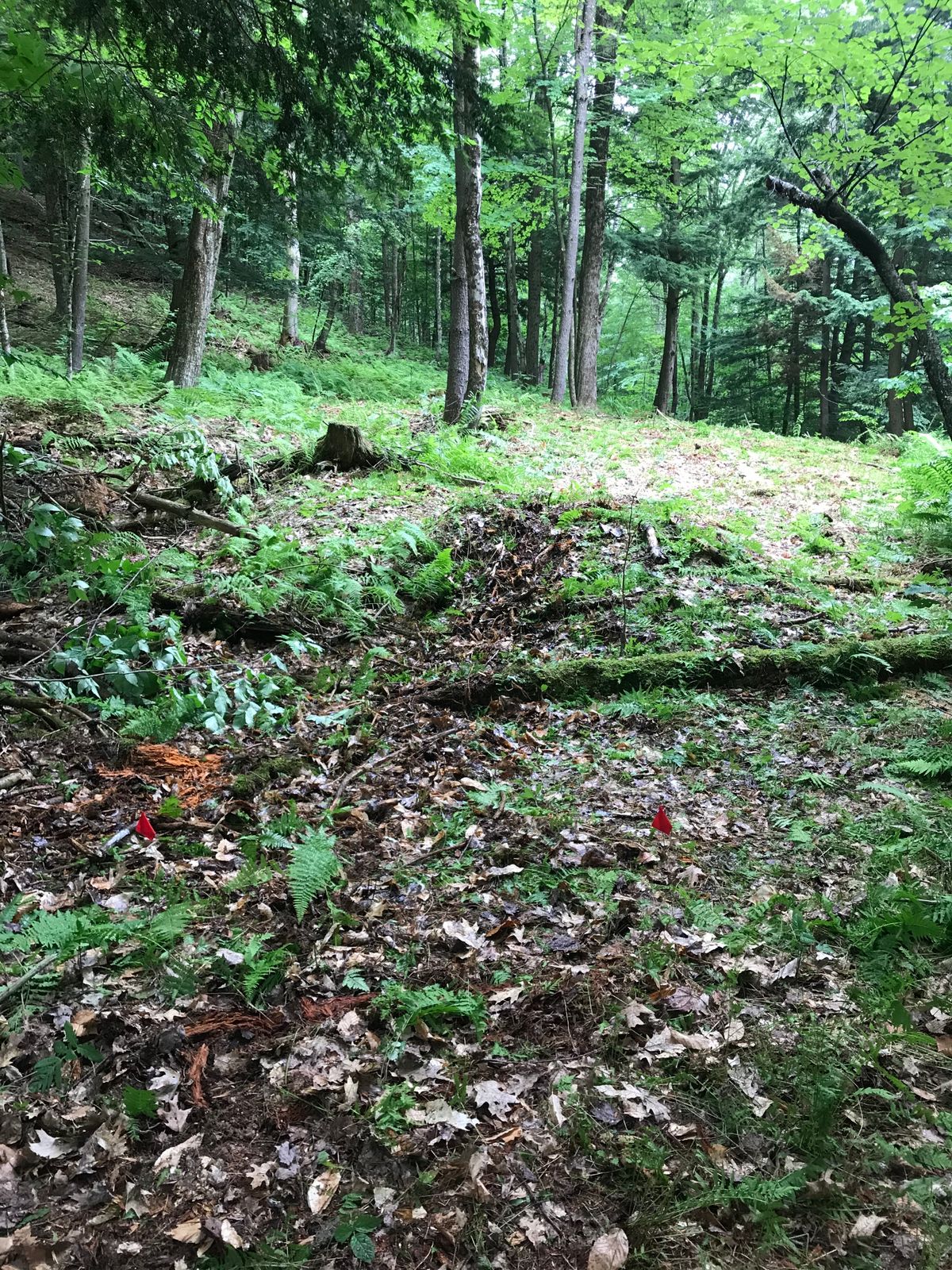 Hole 6 tee.