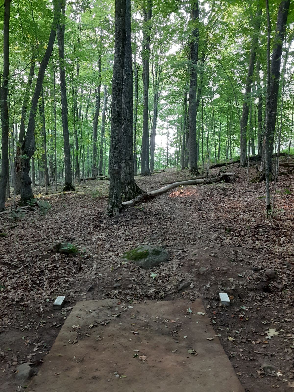 Hole 6 tee