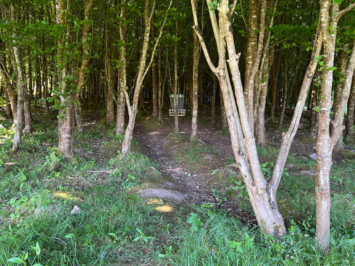 Typical wooded hole
